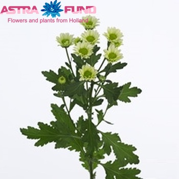 Chrysanthemum Indicum Grp tros santini Greenforce zdjęcie