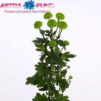 Chrysanthemum Indicum Grp tros santini Greenkey zdjęcie