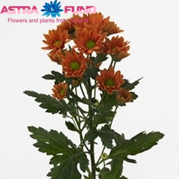 Chrysanthemum Indicum Grp tros santini 'Harley' photo