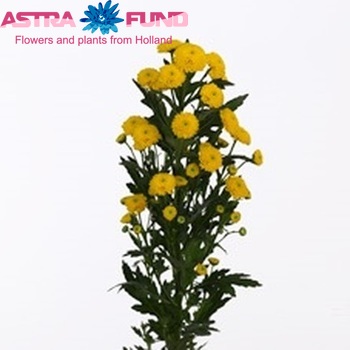 Chrysanthemum Indicum Grp tros santini Helmet Foto