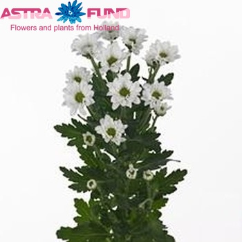 Chrysanthemum Indicum Grp tros santini 'Husky' photo