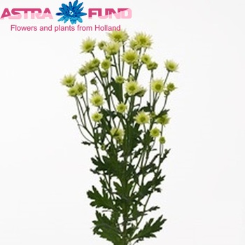 Chrysanthemum Indicum Grp tros santini Iggi photo