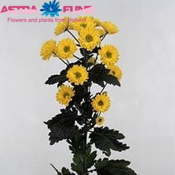 Chrysanthemum Indicum Grp tros santini 'Jazzy' foto