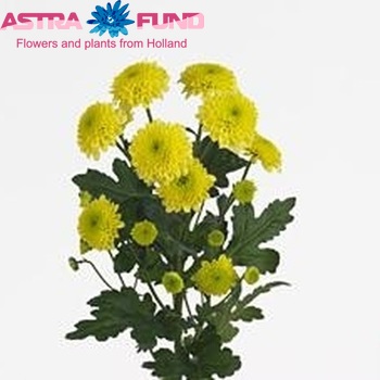 Chrysanthemum Indicum Grp tros santini 'Jeanny' zdjęcie