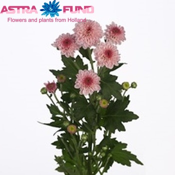 Chrysanthemum Indicum Grp tros santini Jinna фото