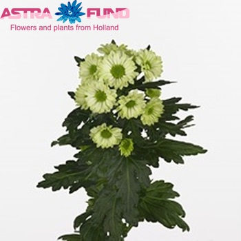 Chrysanthemum Indicum Grp tros santini kas 'Minty' photo