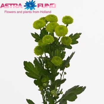 Chrysanthemum Indicum Grp tros santini Kicker foto