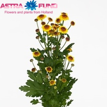 Chrysanthemum Indicum Grp tros santini Klaus Foto