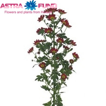 Chrysanthemum Indicum Grp tros santini Kosmos photo