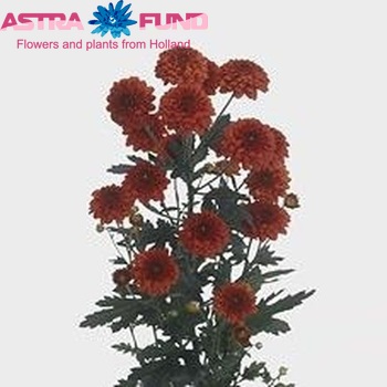 Chrysanthemum Indicum Grp tros santini 'Lexy Red' zdjęcie