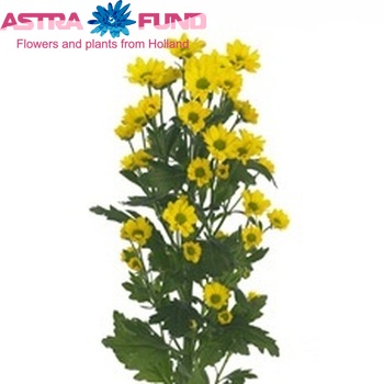 Chrysanthemum Indicum Grp tros santini Loekie photo