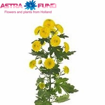 Chrysanthemum Indicum Grp tros santini Lopez photo