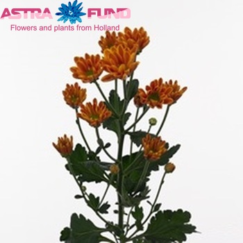 Chrysanthemum Indicum Grp tros santini Lunetta Orange фото