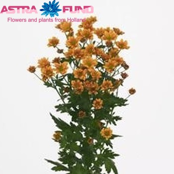 Chrysanthemum Indicum Grp tros santini Madiba Ringa Dark foto