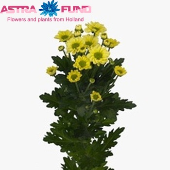 Chrysanthemum Indicum Grp tros santini Meribel Cream foto