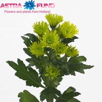 Chrysanthemum Indicum Grp tros santini 'Nicky Hayden' foto