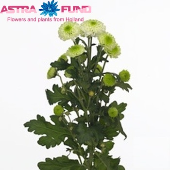 Chrysanthemum Indicum Grp tros santini 'Noki' photo