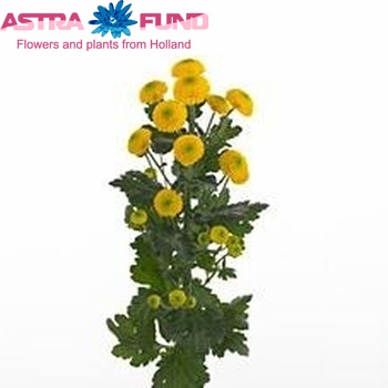 Chrysanthemum Indicum Grp tros santini Paintball Sunny zdjęcie