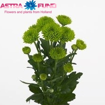 Chrysanthemum Indicum Grp tros santini Palm Green zdjęcie