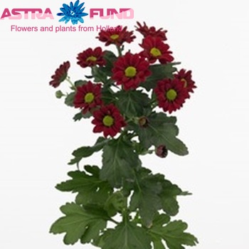 Chrysanthemum Indicum Grp tros santini Pepper zdjęcie