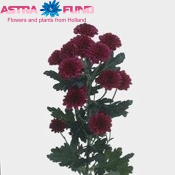 Chrysanthemum Indicum Grp tros santini 'Quinty' Foto