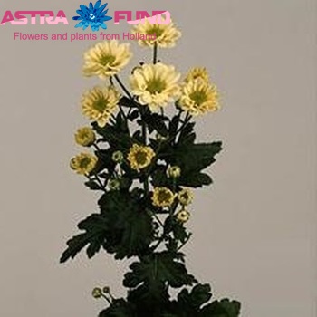 Chrysanthemum Indicum Grp tros santini 'Relight Cream' photo