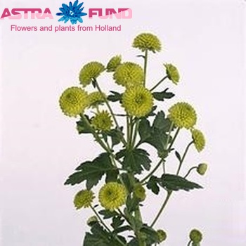 Chrysanthemum Indicum Grp tros santini Rocky zdjęcie