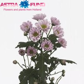 Chrysanthemum Indicum Grp tros santini 'Rossi Pink' photo