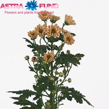 Chrysanthemum Indicum Grp tros santini 'Rossi Salmon' zdjęcie