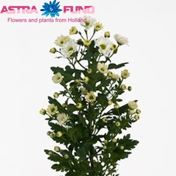 Chrysanthemum Indicum Grp tros santini 'Rossi White' photo