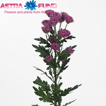 Chrysanthemum Indicum Grp tros santini Sasta photo