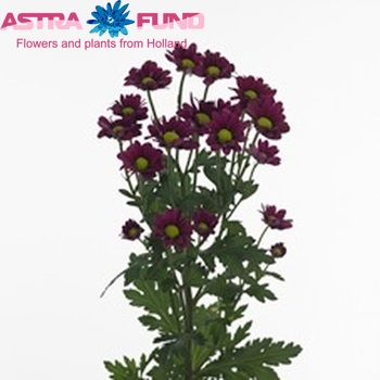 Chrysanthemum Indicum Grp tros santini Sinora photo