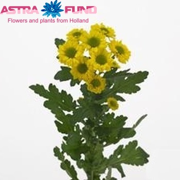 Chrysanthemum Indicum Grp tros santini Sun Top zdjęcie