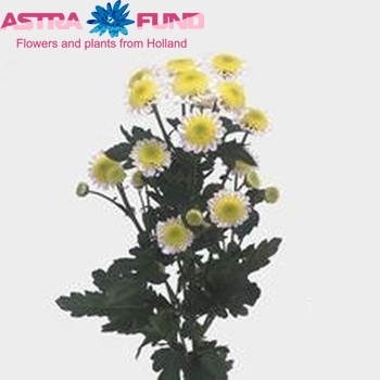 Chrysanthemum Indicum Grp tros santini 'Sun Up' zdjęcie