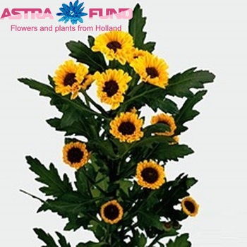 Chrysanthemum Indicum Grp tros santini 'Tedcha Improved' foto