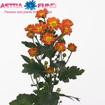 Chrysanthemum Indicum Grp tros santini Trinidad zdjęcie