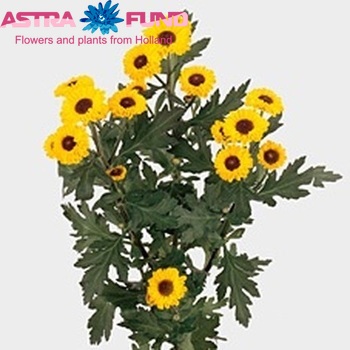 Chrysanthemum Indicum Grp tros santini 'Vygold' Foto