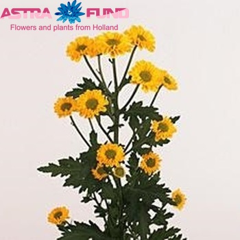 Chrysanthemum Indicum Grp tros santini 'Vysun' фото