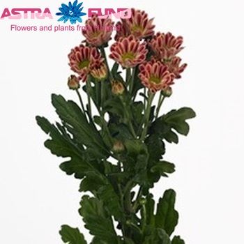 Chrysanthemum Indicum Grp tros santini Zebra zdjęcie