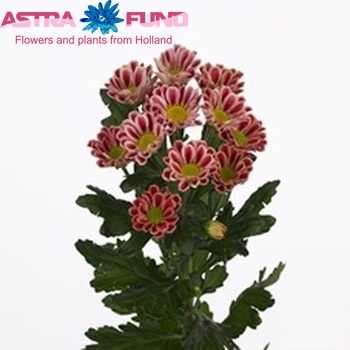 Chrysanthemum Indicum Grp tros santini Zebra Dark Foto