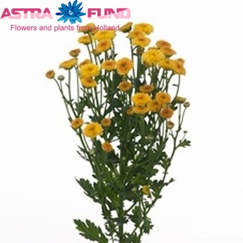 Chrysanthemum Indicum tros santini Grp Aygo zdjęcie