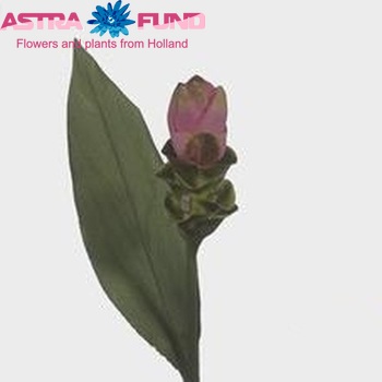 Curcuma alismatifolia Foto