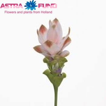 Curcuma alismatifolia Siam Silk photo