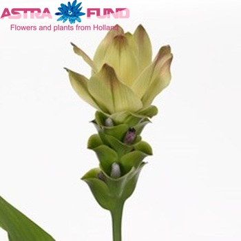 Curcuma alismatifolia Siam Sitrone Foto