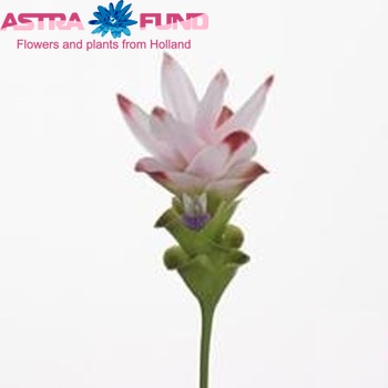 Curcuma alismatifolia Siam Sunrise Foto