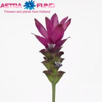 Curcuma alismatifolia Siam Sunset zdjęcie