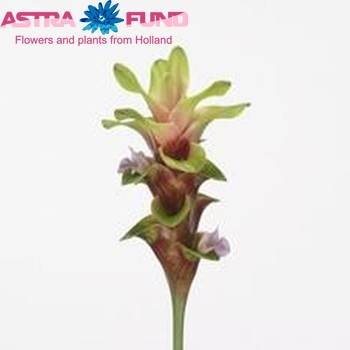 Curcuma JUNGLE FEVER Foto