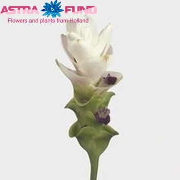 Curcuma 'Pearl Mont Blanc' Foto