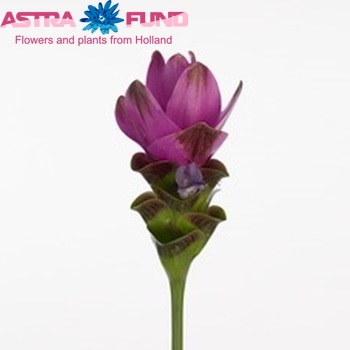 Curcuma Siam Shadow Foto