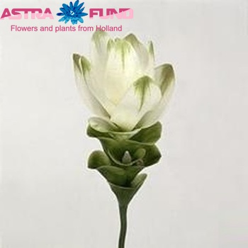 Curcuma 'Snow White' Foto